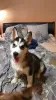 Photo №1. husky de sibérie - à vendre en ville de Kherson | 200€ | Annonce №8523