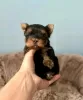 Photo №1. yorkshire terrier - à vendre en ville de Barcelone | 213€ | Annonce №129007