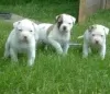 Photo №3. Chiots schnauzer nain, petit chien. Fédération de Russie