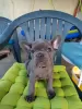 Photo №1. bouledogue - à vendre en ville de Ньиредьхаза | 750€ | Annonce №62982