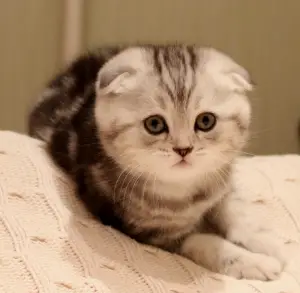 Photo №1. scottish fold - à vendre en ville de Astana | 271€ | Annonce № 491