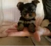 Photo №1. yorkshire terrier - à vendre en ville de Charlotte | 379€ | Annonce №76497