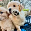 Photo №1. golden retriever - à vendre en ville de Berne | négocié | Annonce №123449