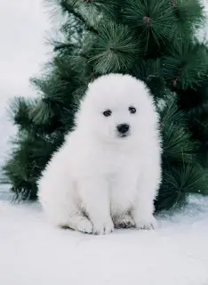 Photos supplémentaires: Elite Samoyedics