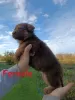 Photos supplémentaires: Foie des chiots berger allemand