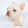 Photo №1. bouledogue - à vendre en ville de Leppin | négocié | Annonce №129184