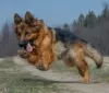 Photos supplémentaires: Chiots d'élite berger allemand à poil long