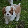 Photos supplémentaires: Cavalier King Charles Spaniel ZKWP / FCI