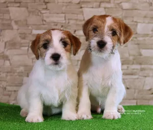 Photo №3. Luxueux chiots Jack Russell Terrier. Ukraine