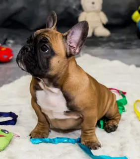 Photo №4. Je vais vendre bouledogue en ville de Konotop. de la fourrière - prix - Négocié