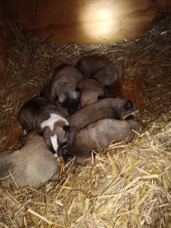 Photos supplémentaires: Je vais vendre des chiots du husky de Sibérie occidentale de parents qui