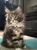 Photo №4. Je vais vendre maine coon en ville de Molodechno. annonce privée - prix - négocié