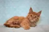 Photo №1. maine coon - à vendre en ville de Volgograd | négocié | Annonce № 12545