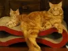 Photo №1. maine coon - à vendre en ville de Амстердам | 412€ | Annonce № 75890