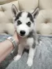 Photo №4. Je vais vendre husky de sibérie en ville de Tioumen. annonce privée - prix - 133€