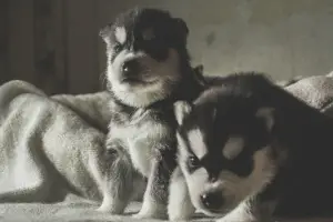 Photos supplémentaires: Les chiots Husky sont gratuits à la vente, Kennel Mingret