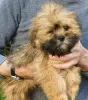 Photo №1. lhassa apso - à vendre en ville de Zürich | 350€ | Annonce №13697