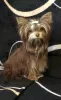 Photo №1. yorkshire terrier - à vendre en ville de Labinsk | 616€ | Annonce №39001