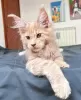 Photo №4. Je vais vendre maine coon en ville de Berlin. éleveur - prix - 400€