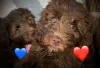 Photo №1. labradoodle - à vendre en ville de Stockport | 1900€ | Annonce №66182