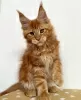 Photo №1. maine coon - à vendre en ville de Berlin | 700€ | Annonce № 104564