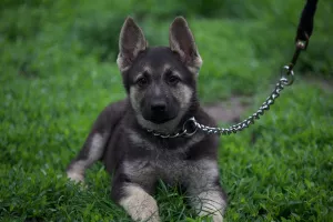 Photos supplémentaires: VEO femelle, à partir du 26.02, avec une métrique de chiot