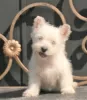 Photo №3. West Highland White Terrier chiot femelle. Fédération de Russie