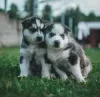 Photo №1. husky de sibérie - à vendre en ville de Gruyères | Gratuit | Annonce №129165