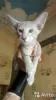 Photo №4. Je vais vendre oriental shorthair en ville de Москва.  - prix - 207€