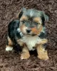 Photo №1. yorkshire terrier - à vendre en ville de Switzerland | 300€ | Annonce №129056