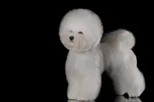 Photo №4. Je vais vendre bichon à poil frisé en ville de Moscou. annonce privée, de la fourrière, éleveur - prix - Négocié