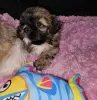 Photo №1. shih tzu - à vendre en ville de New york | 246€ | Annonce №82236