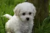 Photo №3. Les chiots de race Bichon Frise sont maintenant disponibles. Allemagne