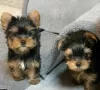 Photo №1. biewer yorkshire terrier - à vendre en ville de Piła | 400€ | Annonce №126673