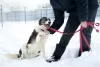 Photos supplémentaires: Merveilleux chien Hanik cherche une maison!