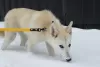 Photos supplémentaires: Vega, métisse Laika, blonde aux yeux marrons en cadeau