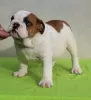 Photo №1. bulldog anglais - à vendre en ville de Gajdobra | négocié | Annonce №127949