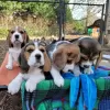 Photo №3. chiots beagle regardant. Allemagne