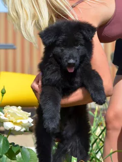 Photos supplémentaires: Chiots berger allemand à poil long, noirs et shabrack, 33 jours, FCI