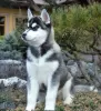 Photo №1. husky de sibérie - à vendre en ville de Bradford | 1700€ | Annonce №11335