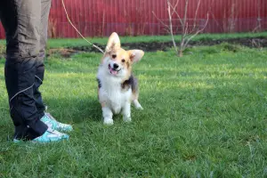 Photo №2 de l'annonce № 4891 de la vente welsh corgi - acheter à Biélorussie de la fourrière, éleveur