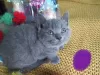 Photo №4. Je vais vendre scottish fold en ville de Стамбул.  - prix - Gratuit