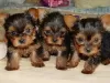 Photo №1. yorkshire terrier - à vendre en ville de Дублин | négocié | Annonce №92908