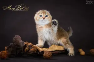 Photo №1. scottish fold - à vendre en ville de Ryazan | 358€ | Annonce № 3673