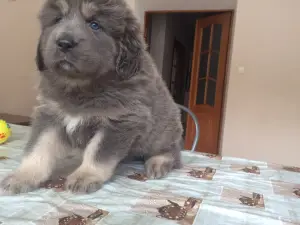 Photos supplémentaires: Nous vendons des chiots du dogue tibétain.