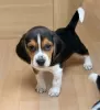 Photo №1. beagle - à vendre en ville de Belarus | 860€ | Annonce №11128