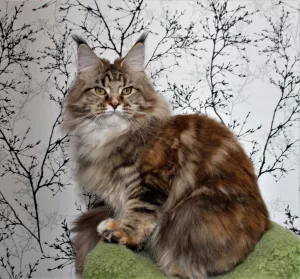 Photo №2 de l'annonce № 4983 de la vente maine coon - acheter à Fédération de Russie de la fourrière, éleveur