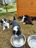 Photo №1. border collie - à vendre en ville de Flensburg | négocié | Annonce №109171