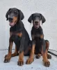 Photo №4. Je vais vendre dobermann en ville de Kikinda. éleveur - prix - négocié