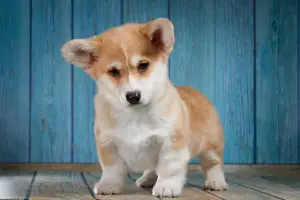 Photo №2 de l'annonce № 1844 de la vente welsh corgi - acheter à Fédération de Russie annonce privée